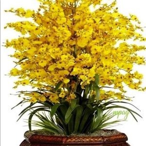 Meet your Posher, Dimple